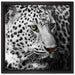 Stolzer Leopard auf Leinwandbild Quadratisch gerahmt Größe 40x40