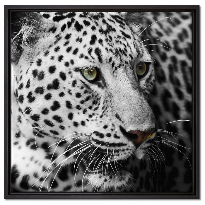 Stolzer Leopard auf Leinwandbild Quadratisch gerahmt Größe 60x60
