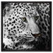 Stolzer Leopard auf Leinwandbild Quadratisch gerahmt Größe 60x60