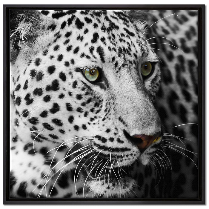 Stolzer Leopard auf Leinwandbild Quadratisch gerahmt Größe 70x70