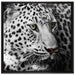 Stolzer Leopard auf Leinwandbild Quadratisch gerahmt Größe 70x70