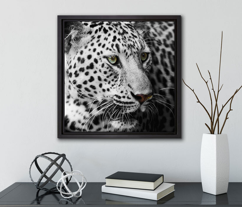 Stolzer Leopard  auf Leinwandbild Quadratisch gerahmt mit Kirschblüten