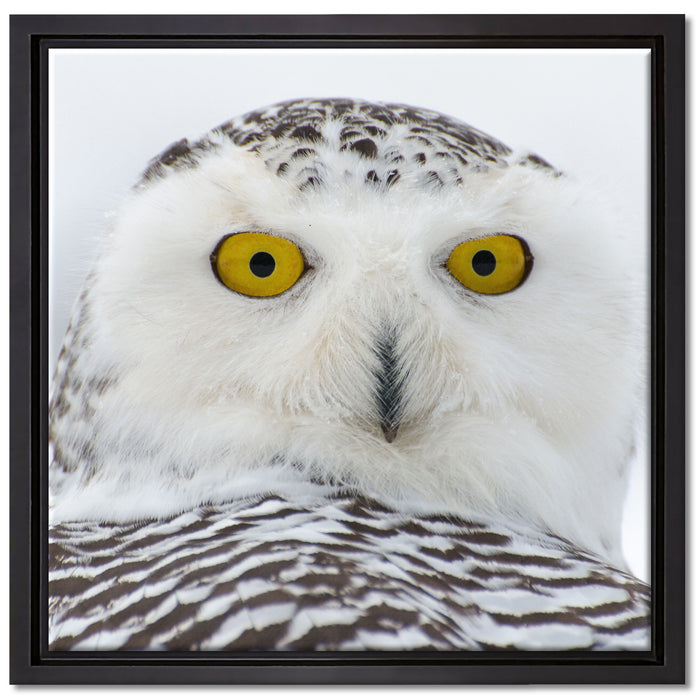 Wachsame Schnee Eule auf Leinwandbild Quadratisch gerahmt Größe 40x40