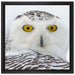 Wachsame Schnee Eule auf Leinwandbild Quadratisch gerahmt Größe 40x40