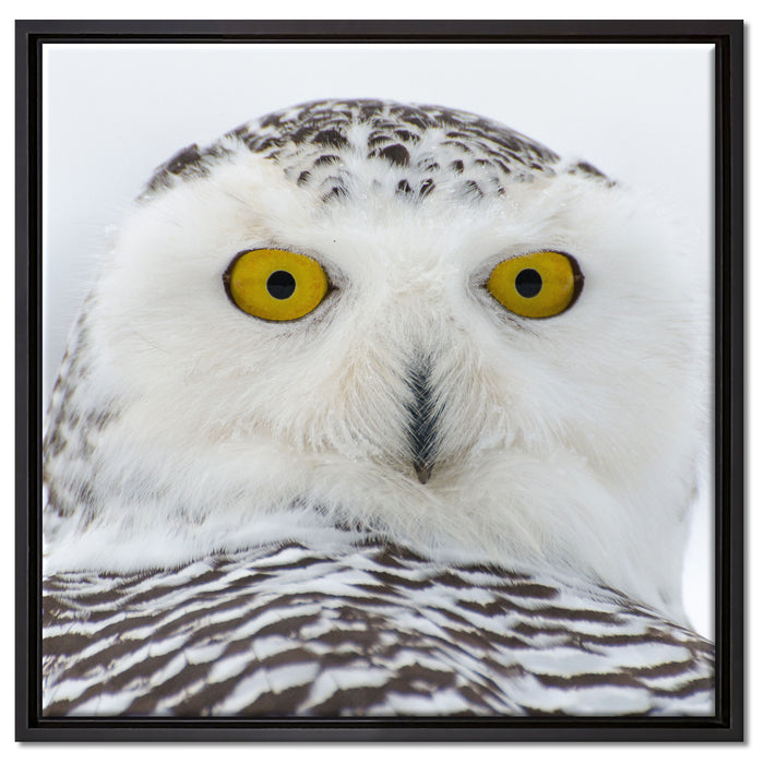 Wachsame Schnee Eule auf Leinwandbild Quadratisch gerahmt Größe 60x60