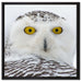 Wachsame Schnee Eule auf Leinwandbild Quadratisch gerahmt Größe 60x60