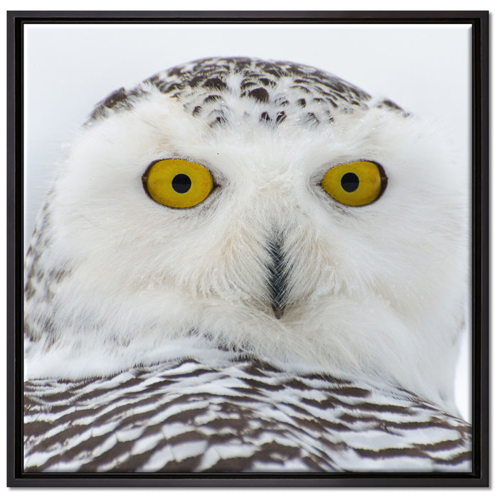 Wachsame Schnee Eule auf Leinwandbild Quadratisch gerahmt Größe 70x70