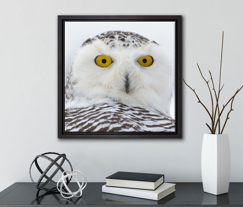 Wachsame Schnee Eule  auf Leinwandbild Quadratisch gerahmt mit Kirschblüten