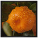 Saftige frische Orange auf Leinwandbild Quadratisch gerahmt Größe 70x70