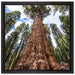 Baum im Regenwald auf Leinwandbild Quadratisch gerahmt Größe 40x40