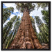 Baum im Regenwald auf Leinwandbild Quadratisch gerahmt Größe 60x60