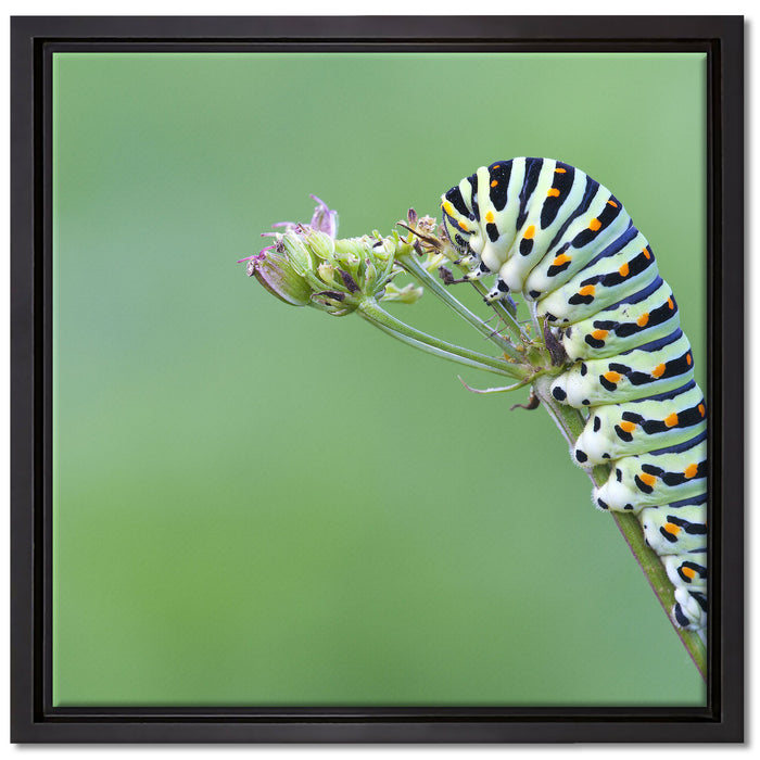 Kleine niedliche Raupe auf Leinwandbild Quadratisch gerahmt Größe 40x40