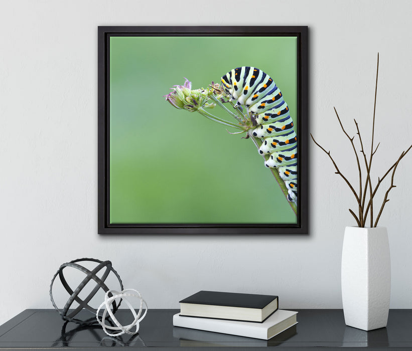 Kleine niedliche Raupe  auf Leinwandbild Quadratisch gerahmt mit Kirschblüten