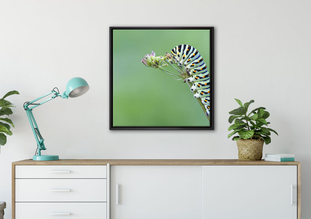 Kleine niedliche Raupe auf Leinwandbild gerahmt Quadratisch verschiedene Größen im Wohnzimmer