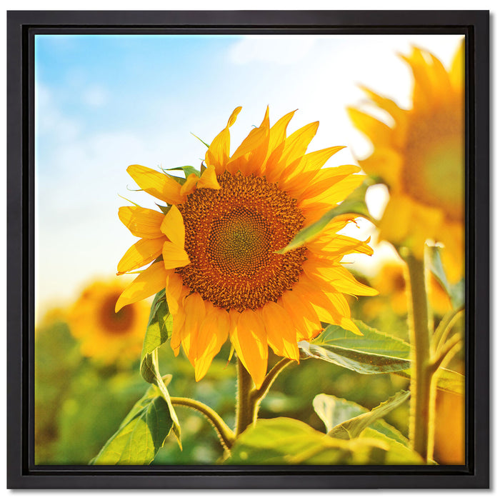 Strahlendes Sonnenblumenfeld auf Leinwandbild Quadratisch gerahmt Größe 40x40