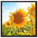 Strahlendes Sonnenblumenfeld auf Leinwandbild Quadratisch gerahmt Größe 60x60