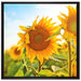 Strahlendes Sonnenblumenfeld auf Leinwandbild Quadratisch gerahmt Größe 70x70