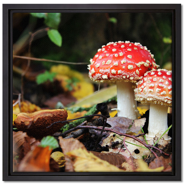 Pilz im Wald auf Leinwandbild Quadratisch gerahmt Größe 40x40