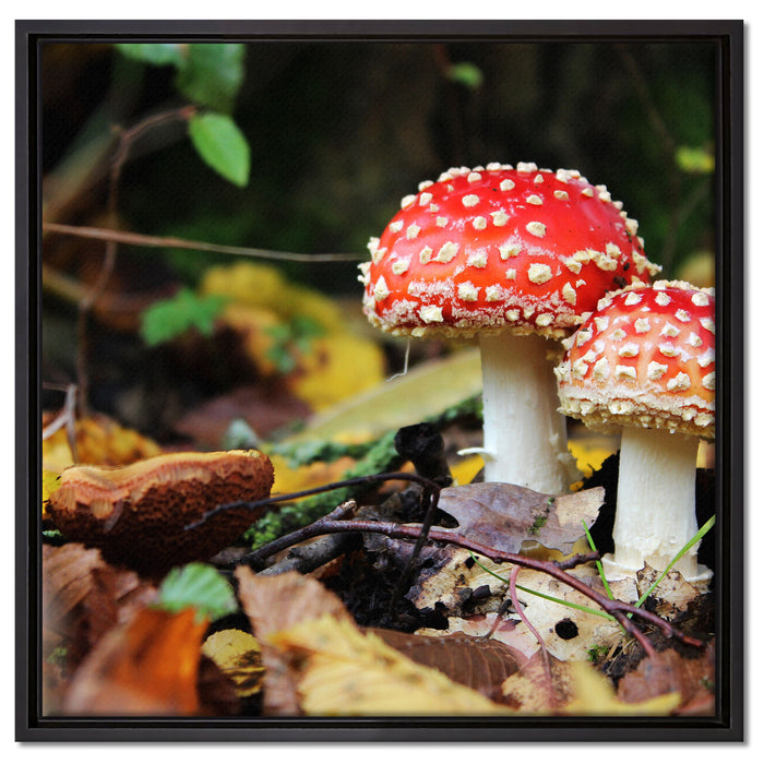Pilz im Wald auf Leinwandbild Quadratisch gerahmt Größe 60x60