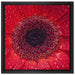 Wassertropfen auf roter Blüte auf Leinwandbild Quadratisch gerahmt Größe 40x40