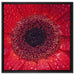 Wassertropfen auf roter Blüte auf Leinwandbild Quadratisch gerahmt Größe 60x60