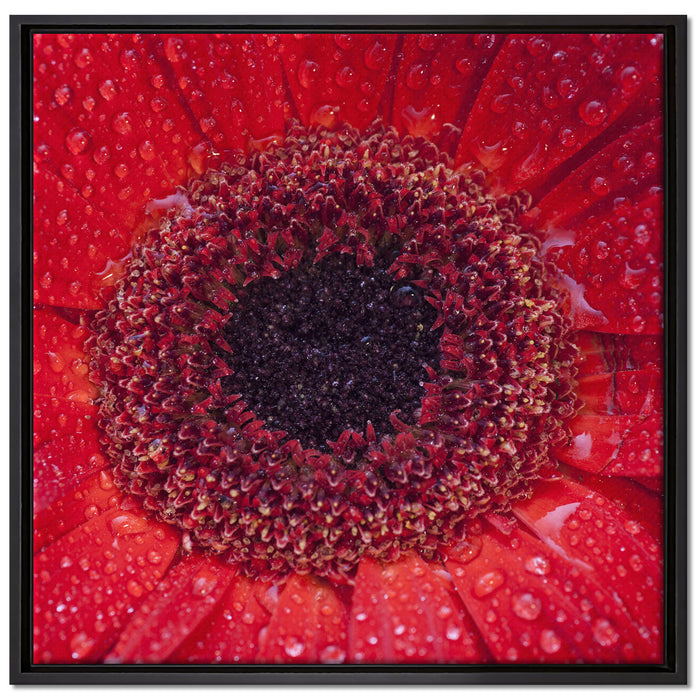 Wassertropfen auf roter Blüte auf Leinwandbild Quadratisch gerahmt Größe 70x70