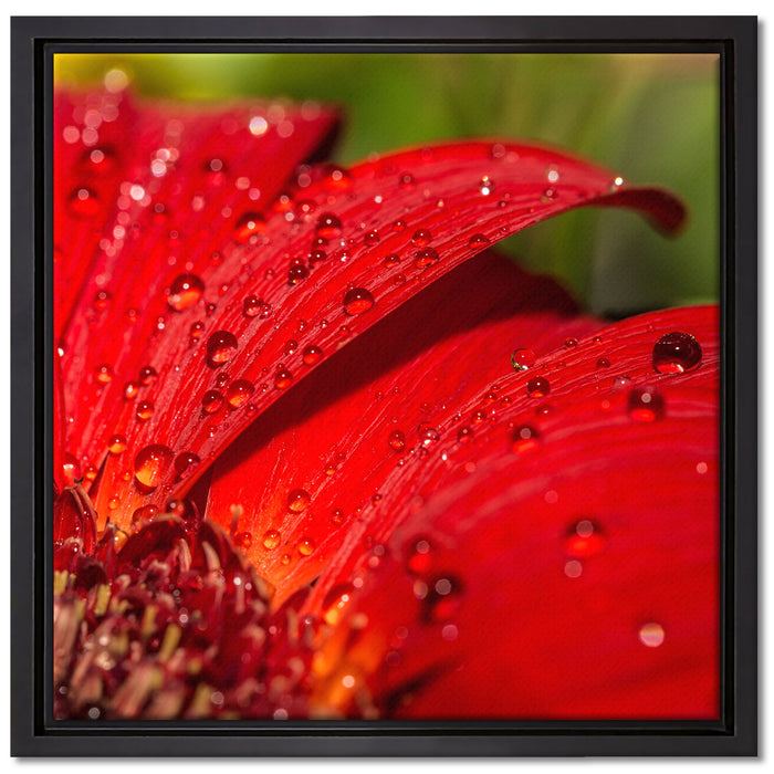 Tautropfen auf roter Blume auf Leinwandbild Quadratisch gerahmt Größe 40x40
