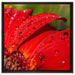 Tautropfen auf roter Blume auf Leinwandbild Quadratisch gerahmt Größe 60x60