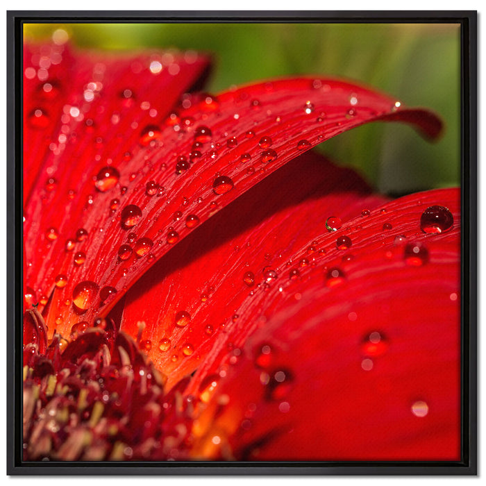 Tautropfen auf roter Blume auf Leinwandbild Quadratisch gerahmt Größe 70x70