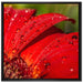 Tautropfen auf roter Blume auf Leinwandbild Quadratisch gerahmt Größe 70x70