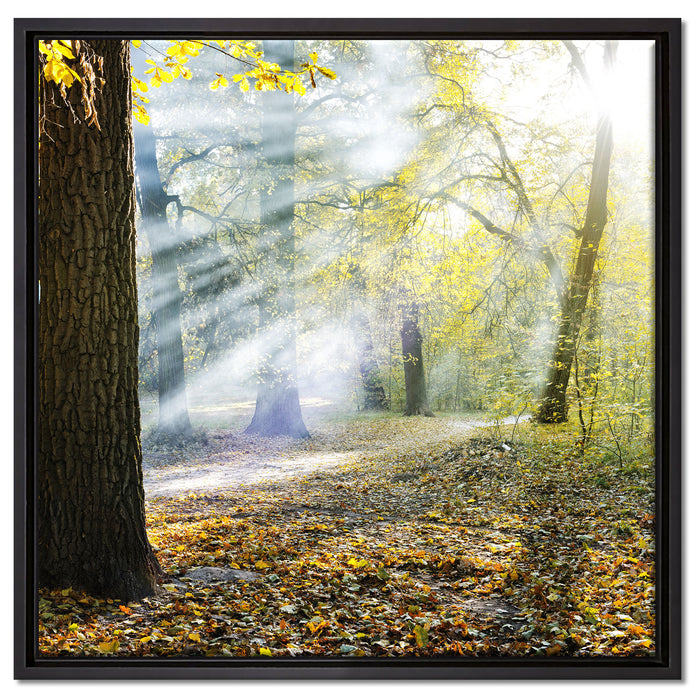 Sonnenstrahlen im Wald auf Leinwandbild Quadratisch gerahmt Größe 60x60