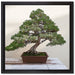 Bonsai Baum auf Leinwandbild Quadratisch gerahmt Größe 40x40