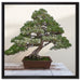 Bonsai Baum auf Leinwandbild Quadratisch gerahmt Größe 60x60