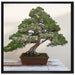 Bonsai Baum auf Leinwandbild Quadratisch gerahmt Größe 70x70