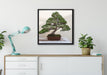 Bonsai Baum auf Leinwandbild gerahmt Quadratisch verschiedene Größen im Wohnzimmer