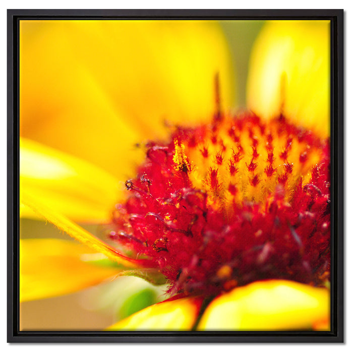 Blüte Nahaufnahme auf Leinwandbild Quadratisch gerahmt Größe 60x60