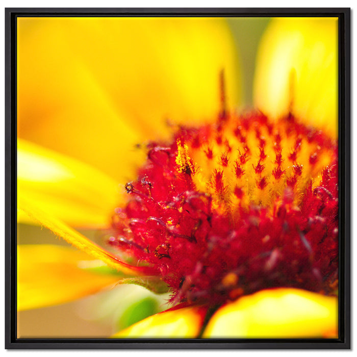 Blüte Nahaufnahme auf Leinwandbild Quadratisch gerahmt Größe 70x70