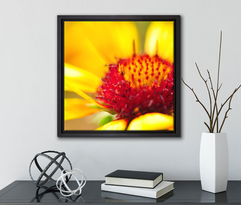 Blüte Nahaufnahme  auf Leinwandbild Quadratisch gerahmt mit Kirschblüten