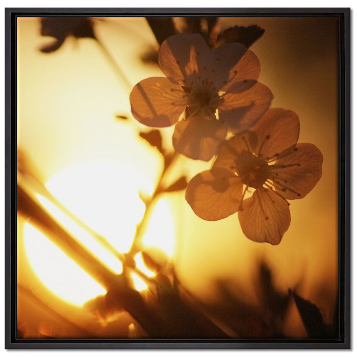 Blüten am Baum auf Leinwandbild Quadratisch gerahmt Größe 70x70