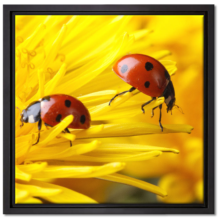 Marienkäfer Nahaufnahme auf Leinwandbild Quadratisch gerahmt Größe 40x40