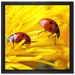 Marienkäfer Nahaufnahme auf Leinwandbild Quadratisch gerahmt Größe 40x40