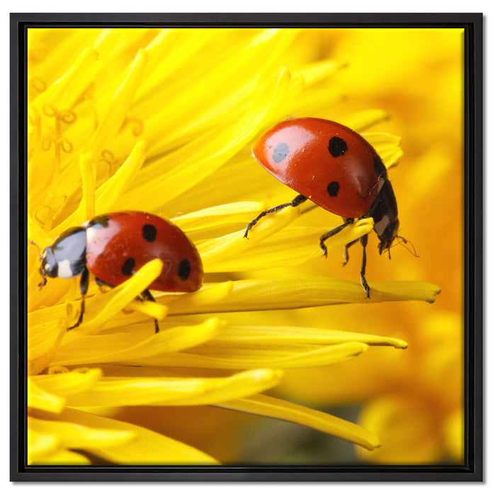 Marienkäfer Nahaufnahme auf Leinwandbild Quadratisch gerahmt Größe 60x60