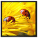 Marienkäfer Nahaufnahme auf Leinwandbild Quadratisch gerahmt Größe 60x60