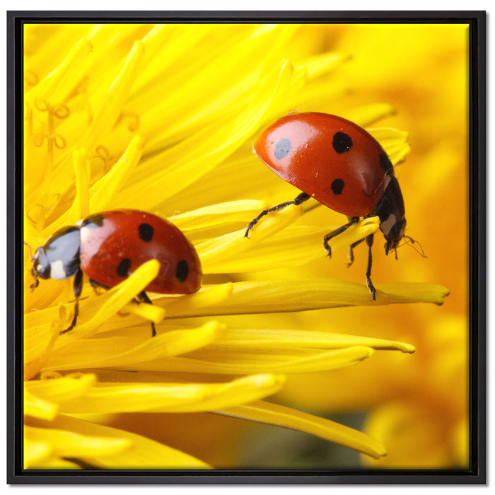 Marienkäfer Nahaufnahme auf Leinwandbild Quadratisch gerahmt Größe 70x70