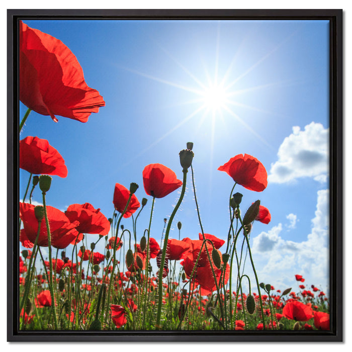 Mohnblumen auf Leinwandbild Quadratisch gerahmt Größe 60x60