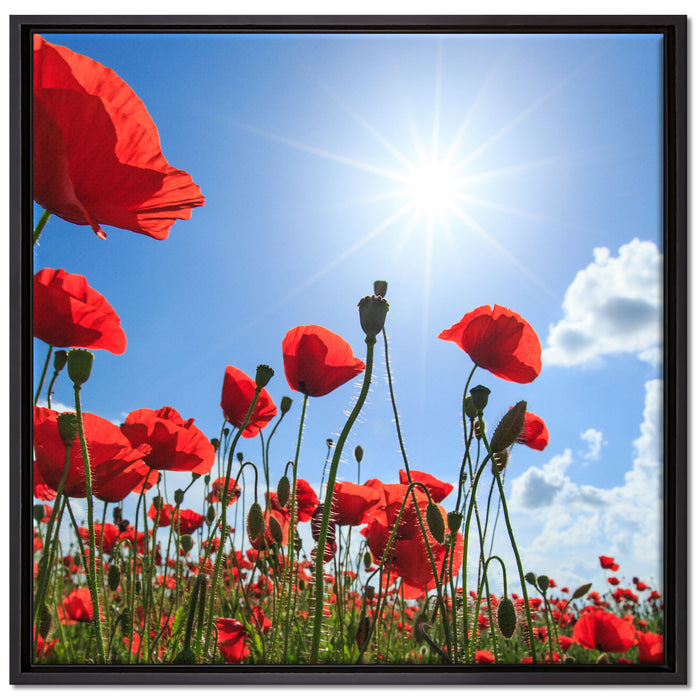 Mohnblumen auf Leinwandbild Quadratisch gerahmt Größe 70x70