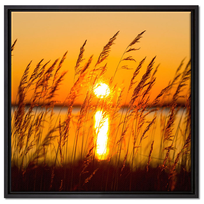 Sonne zwischen Gräsern auf Leinwandbild Quadratisch gerahmt Größe 60x60