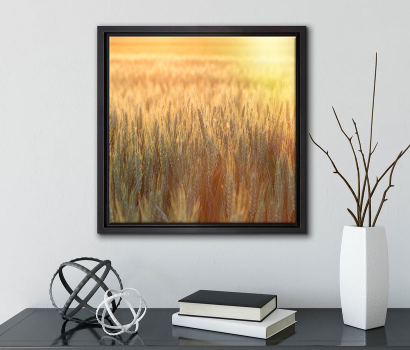 Getreidefeld  auf Leinwandbild Quadratisch gerahmt mit Kirschblüten