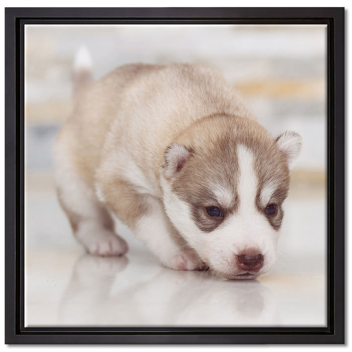 Husky Welpe auf Leinwandbild Quadratisch gerahmt Größe 40x40