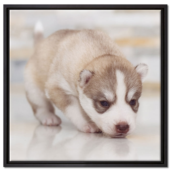 Husky Welpe auf Leinwandbild Quadratisch gerahmt Größe 60x60